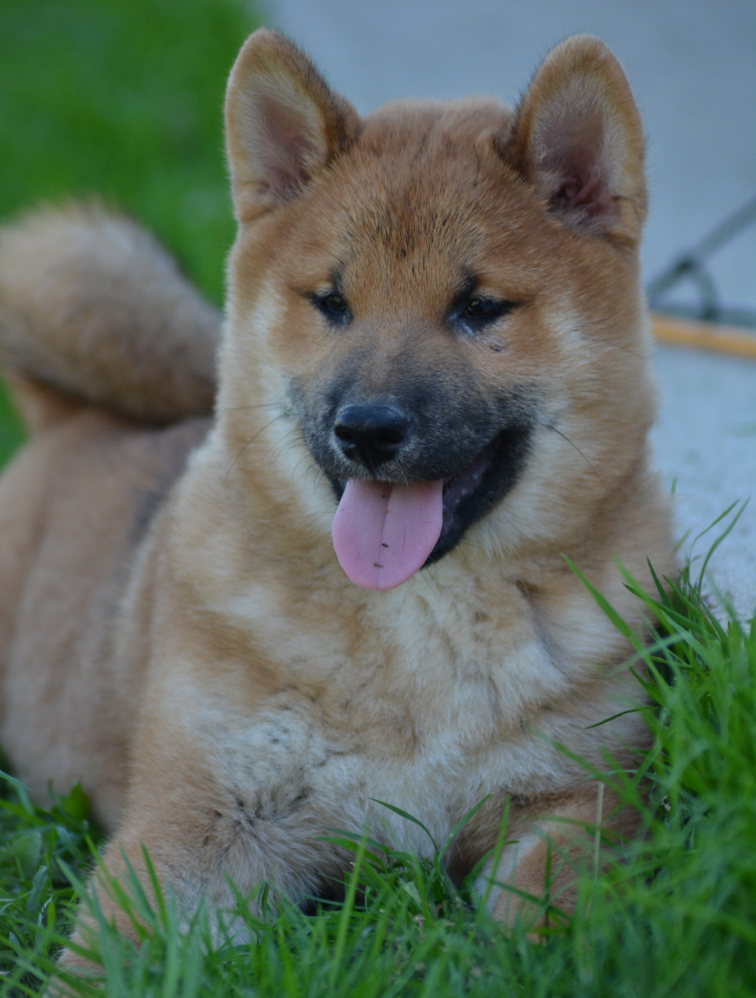 of three love angel - Chiots disponibles - Shiba