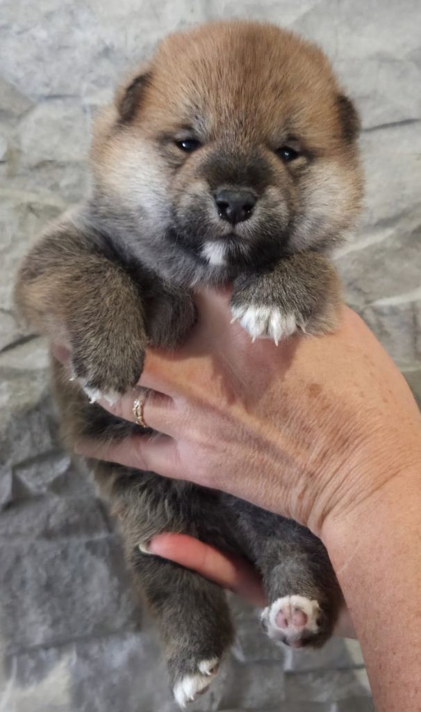 of three love angel - Chiots disponibles - Shiba