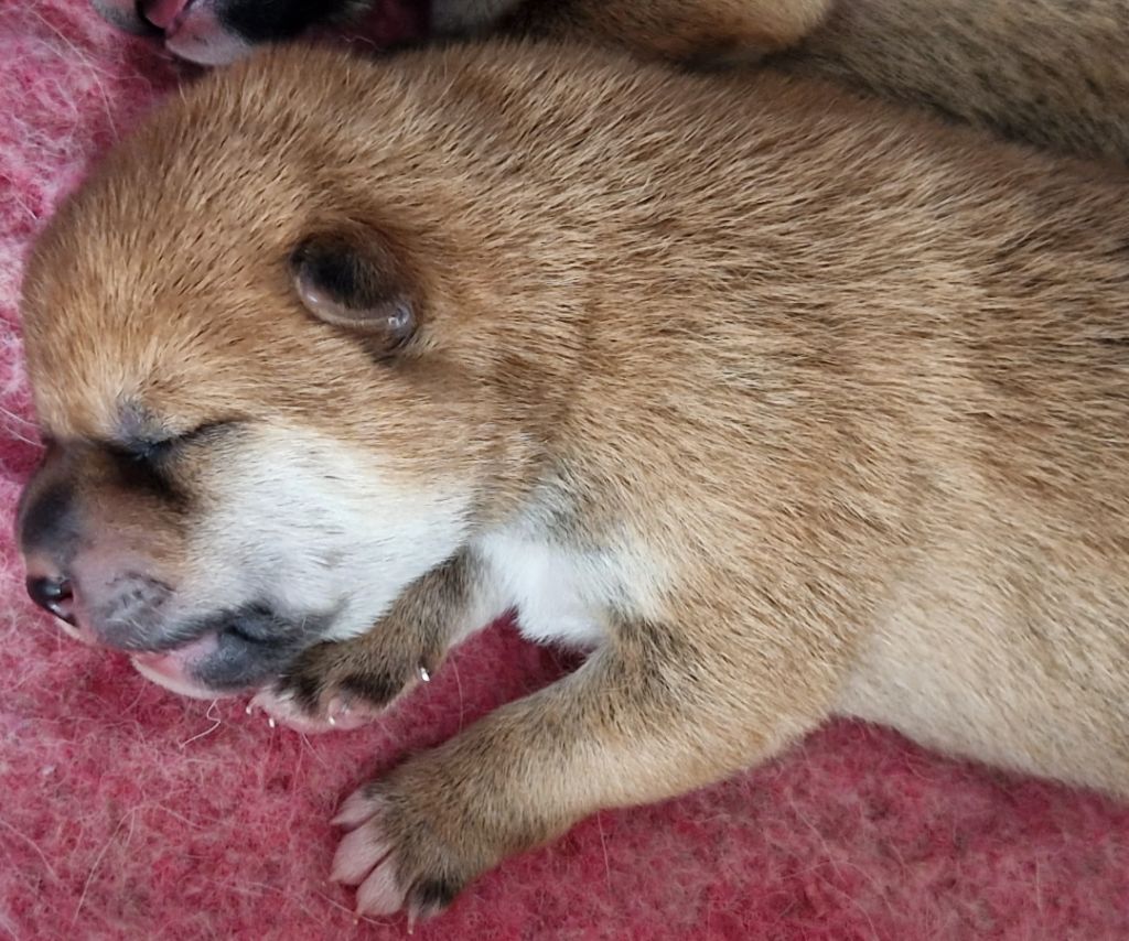 of three love angel - Chiots disponibles - Shiba