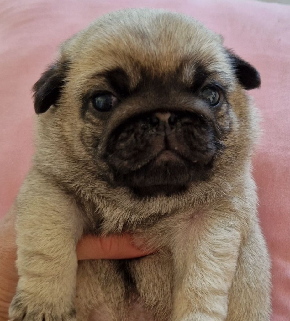 of three love angel - Chiots disponibles - Carlin