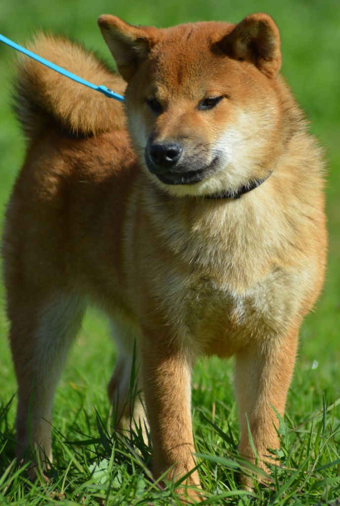 of three love angel - Chiots disponibles - Shiba