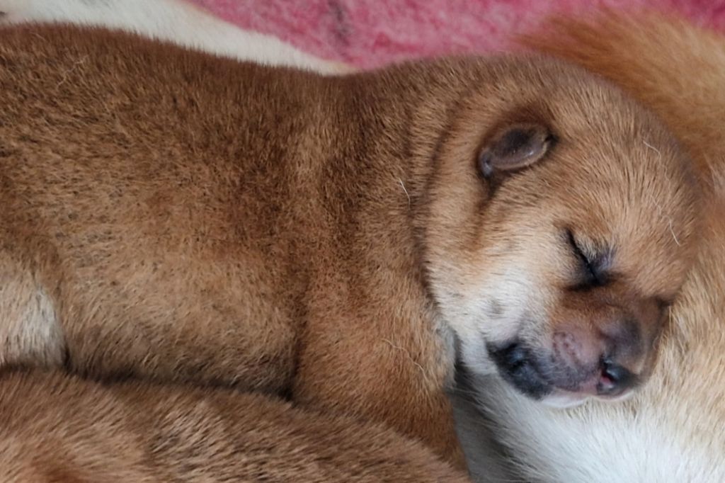 of three love angel - Chiots disponibles - Shiba