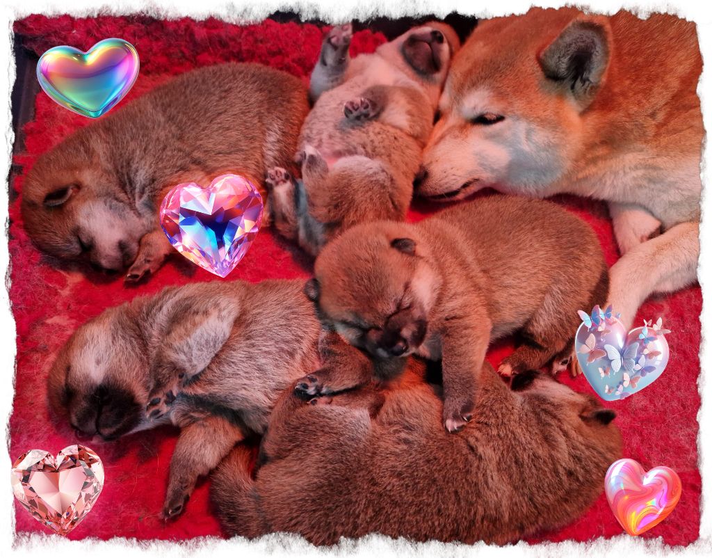 Chiot Shiba of three love angel