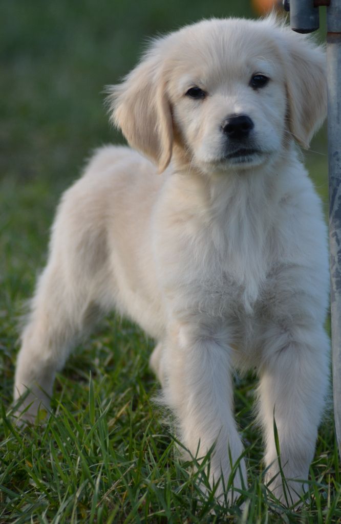 of three love angel - Golden Retriever - Portée née le 16/09/2023