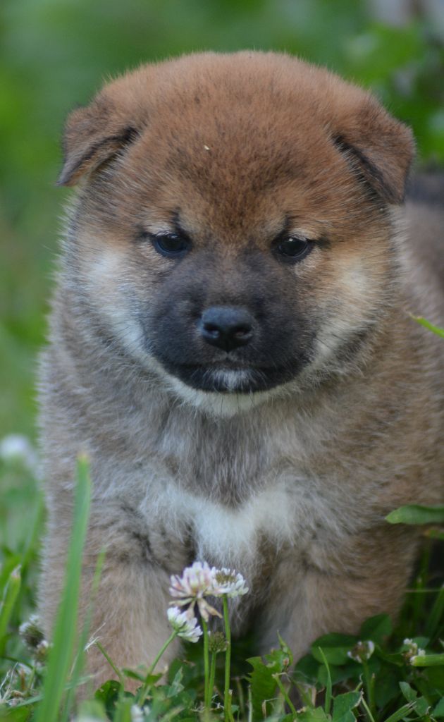 of three love angel - Chiots disponibles - Shiba