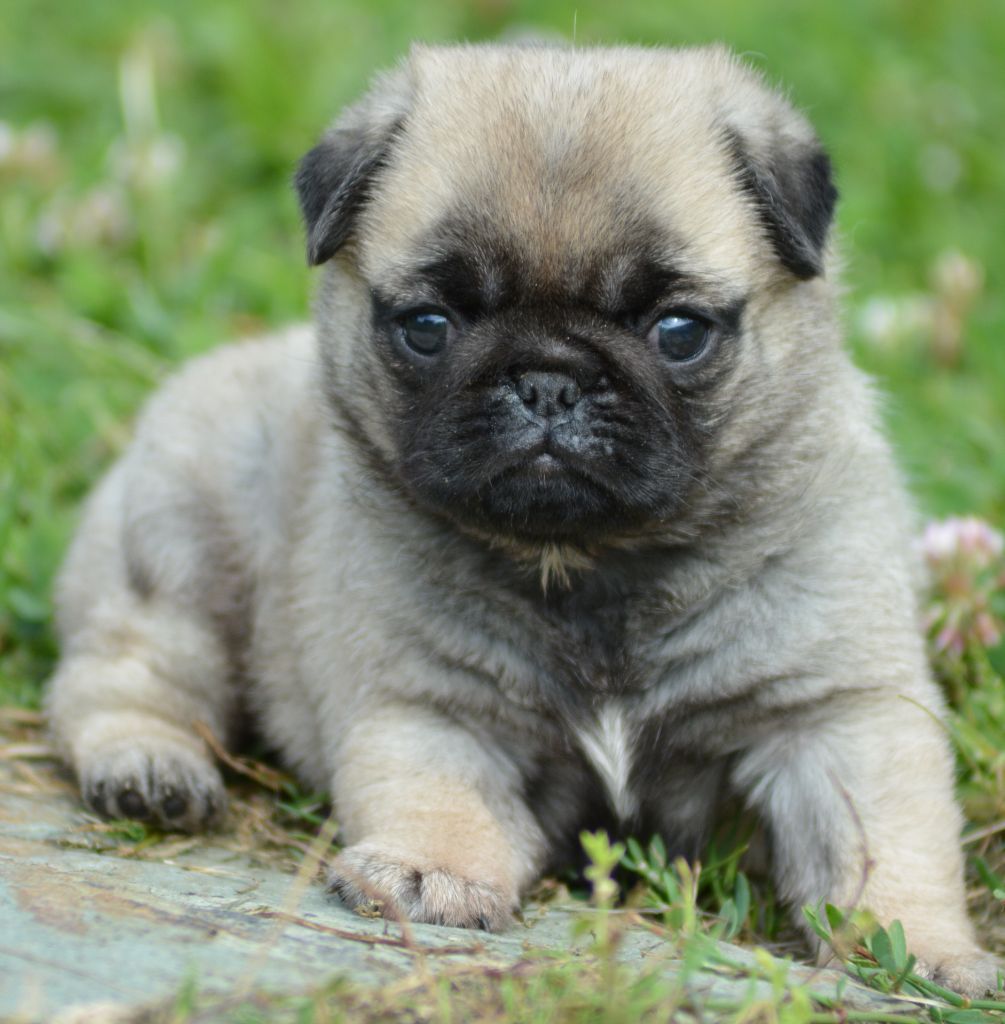 of three love angel - Carlin - Portée née le 07/06/2024