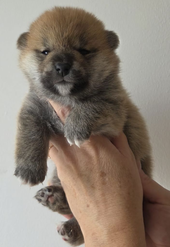 of three love angel - Chiots disponibles - Shiba