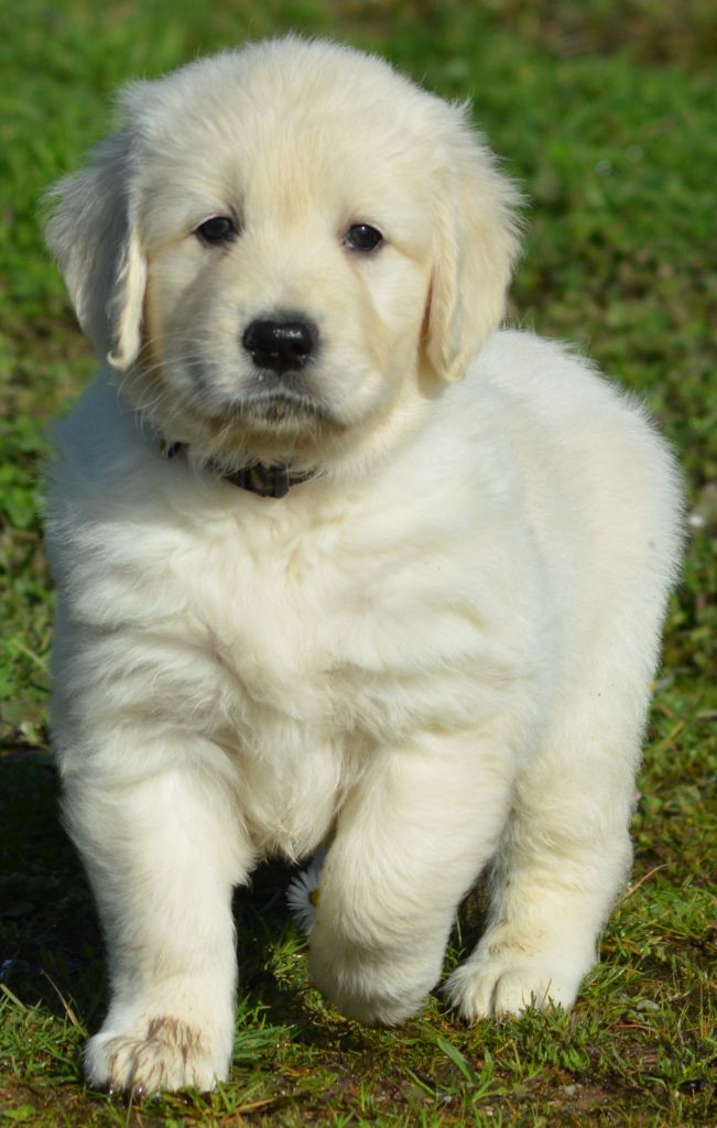 of three love angel - Golden Retriever - Portée née le 13/01/2025