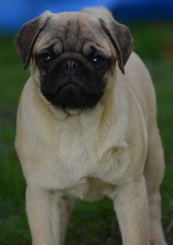 of three love angel - Carlin - Portée née le 11/06/2022