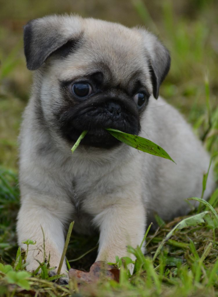 of three love angel - Carlin - Portée née le 03/09/2024