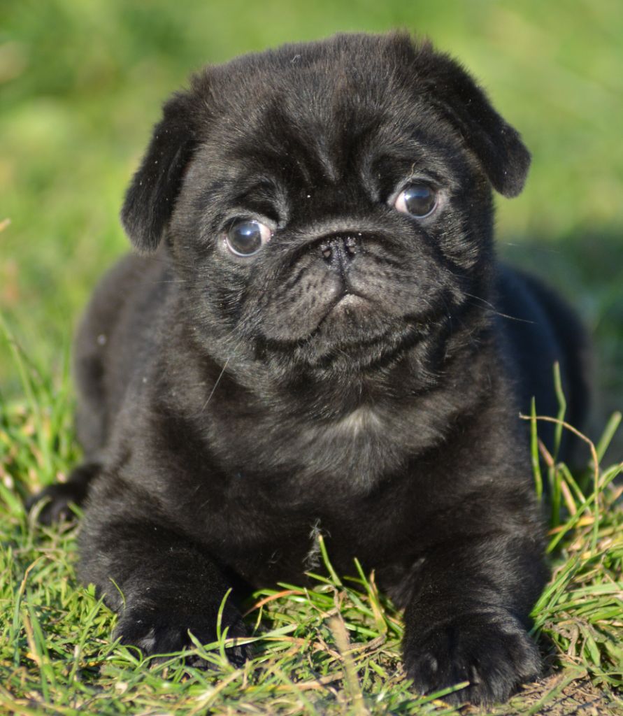 of three love angel - Chiots disponibles - Carlin