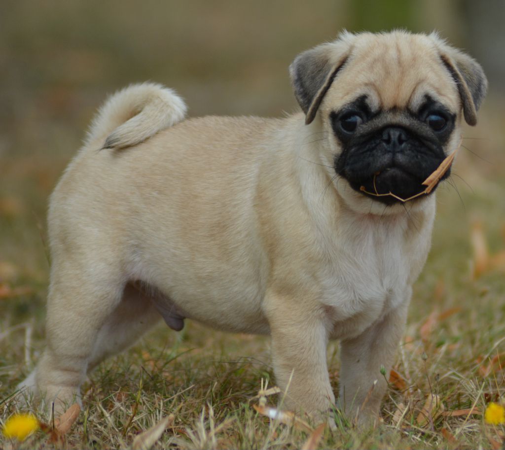 of three love angel - Carlin - Portée née le 02/05/2023