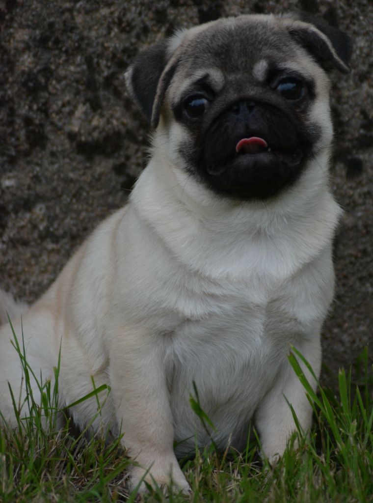 of three love angel - Chiots disponibles - Carlin