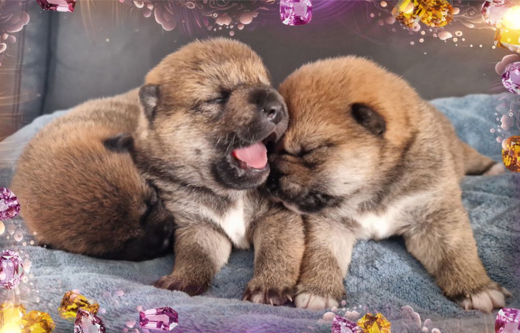 Chiot Shiba of three love angel