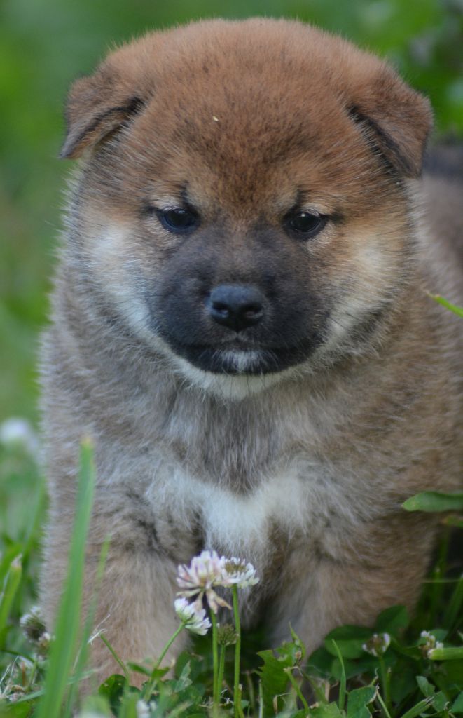 of three love angel - Chiots disponibles - Shiba