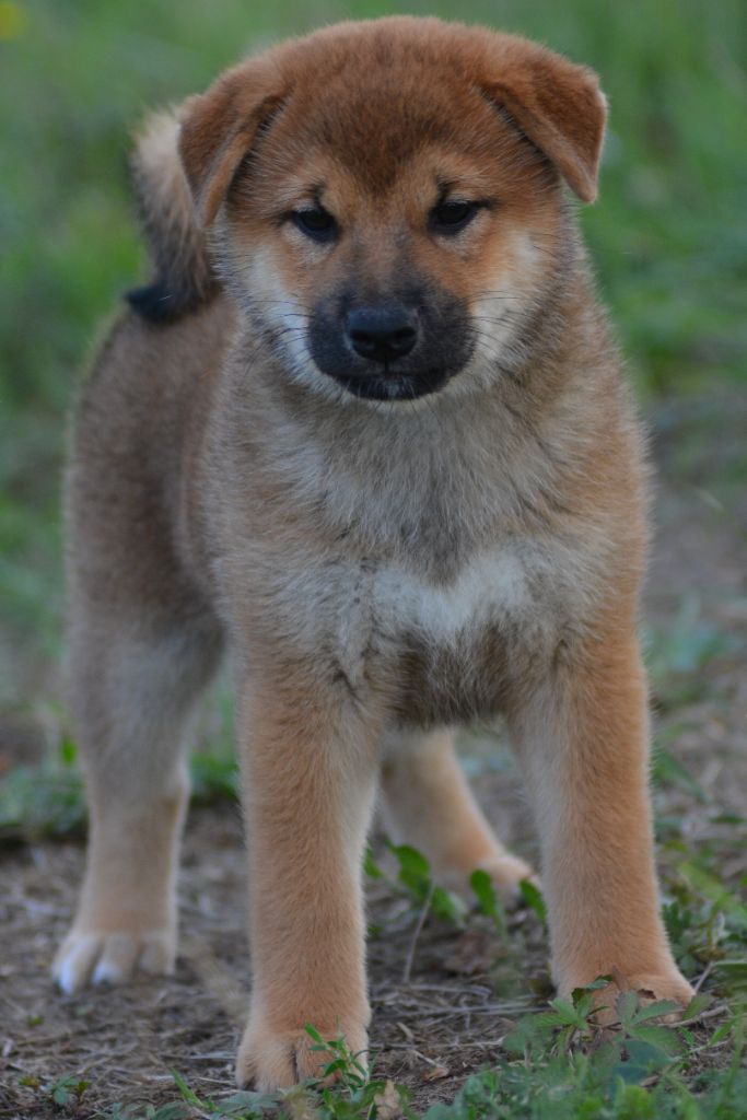 of three love angel - Chiots disponibles - Shiba