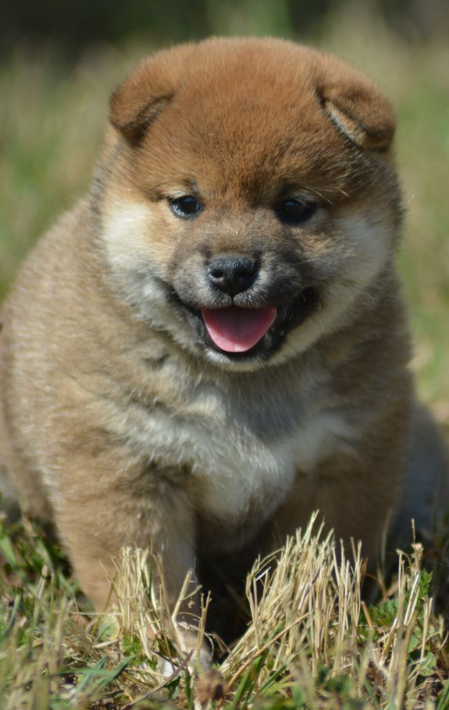 of three love angel - Chiots disponibles - Shiba