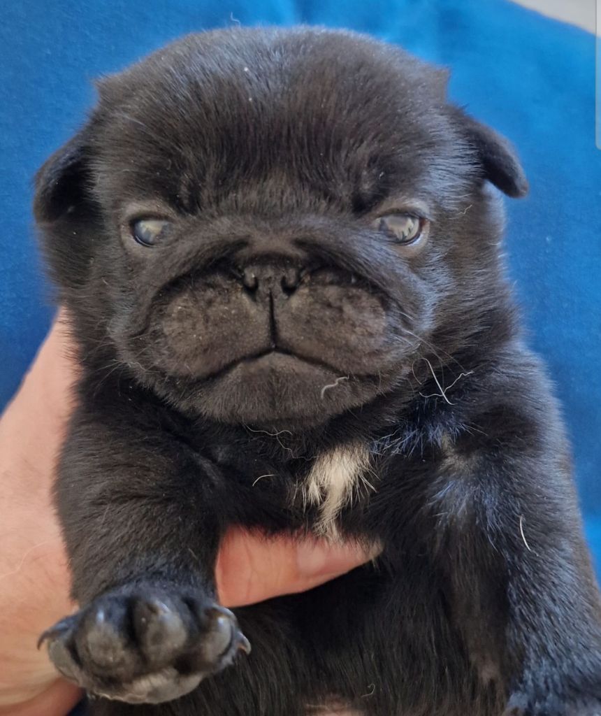 of three love angel - Chiots disponibles - Carlin