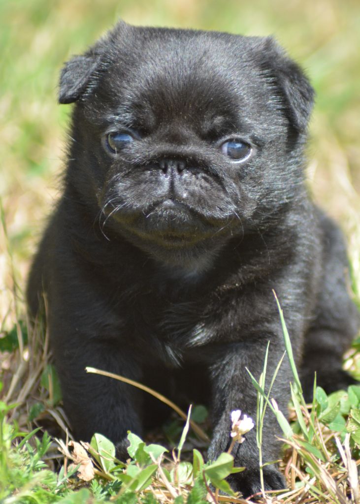 of three love angel - Carlin - Portée née le 26/05/2025