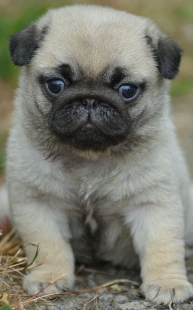 CHIOT 3