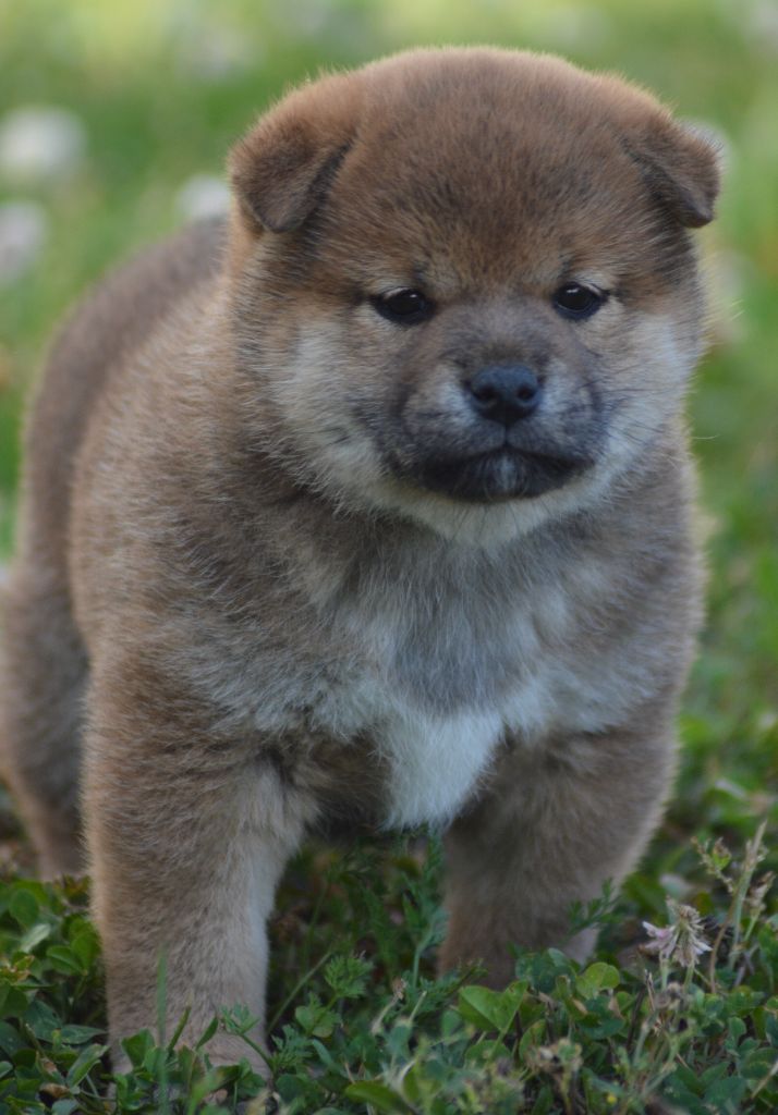 of three love angel - Chiots disponibles - Shiba