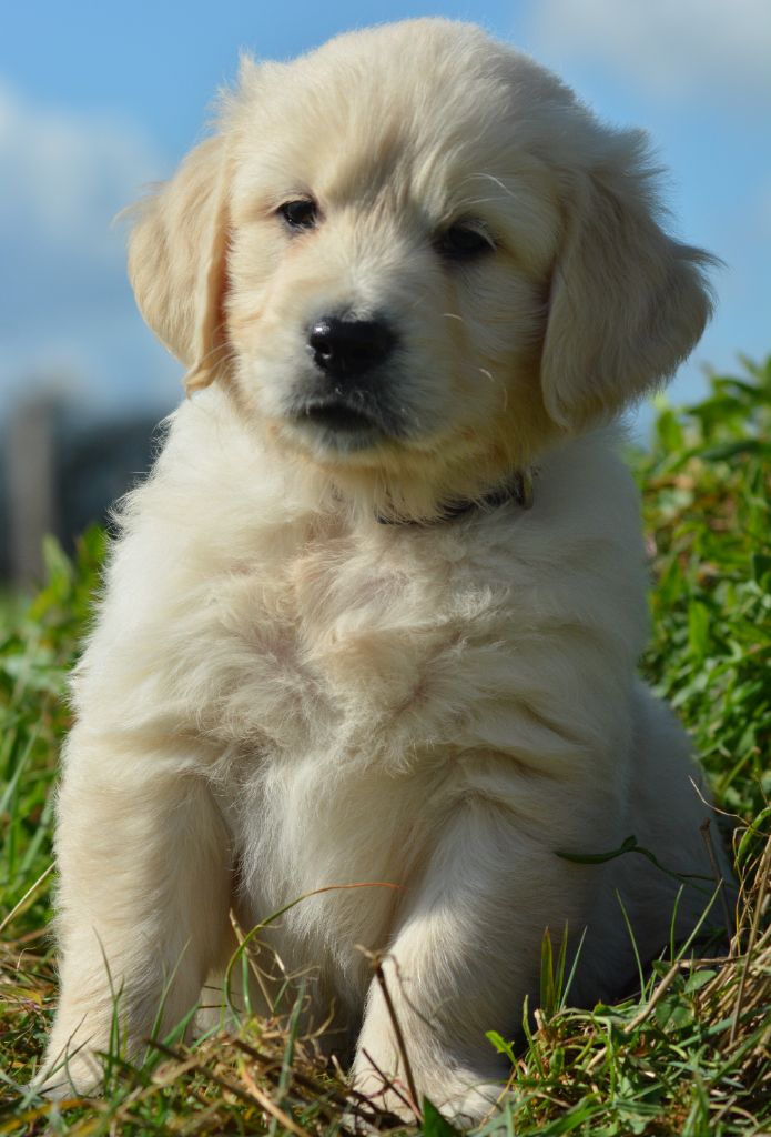 of three love angel - Chiots disponibles - Golden Retriever