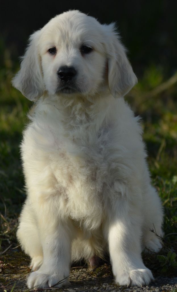 of three love angel - Golden Retriever - Portée née le 04/01/2025