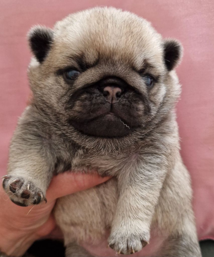 of three love angel - Chiots disponibles - Carlin