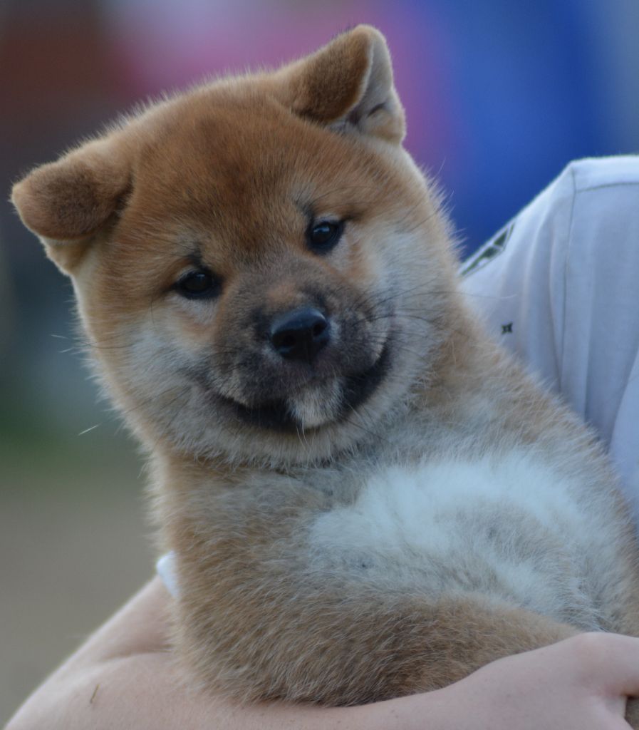 of three love angel - Chiots disponibles - Shiba