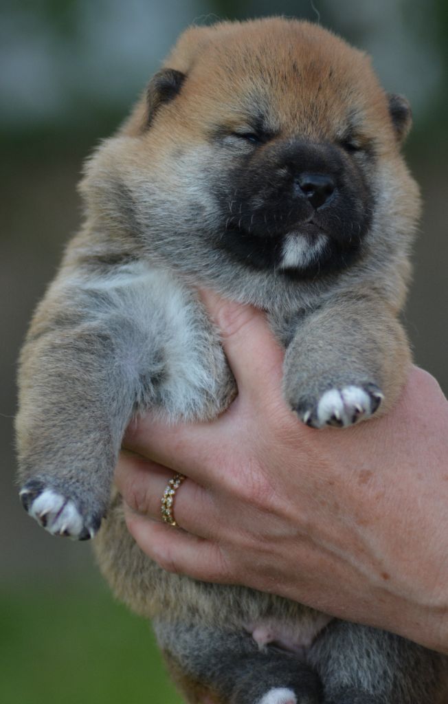 of three love angel - Chiots disponibles - Shiba