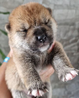 CHIOT 2
