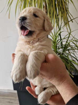 BELLA (Collier Marron et bleu)