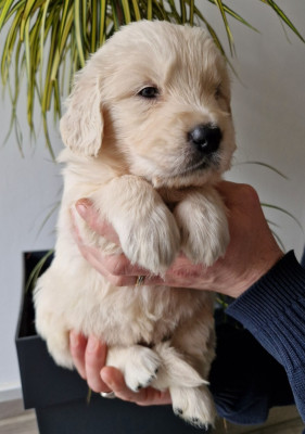 CHIOT 6 (Collier Rose et Vert)