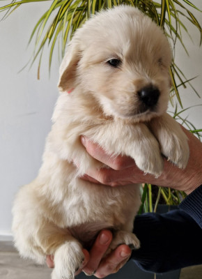 BOGOSS (Collier Rouge)