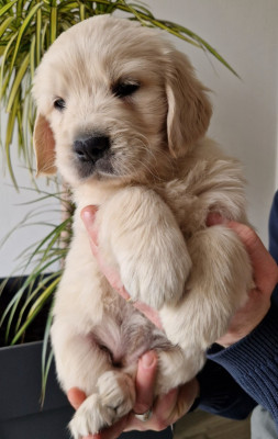 CHIOT 2 (Collier Jaune)