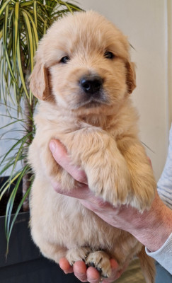 BALZAC (Sans Collier)