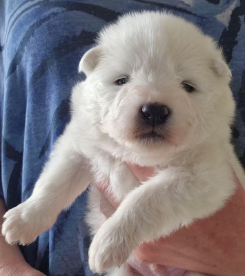 Chiot N°3 (Collier Orange)