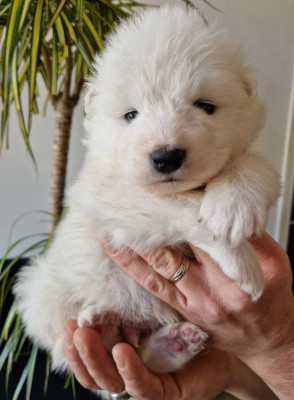 BAÏKO (Collier Vert)