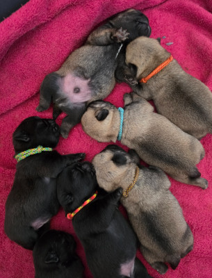 Chiot N°7