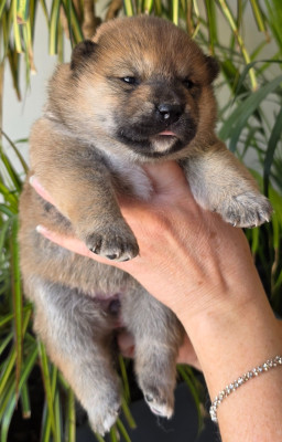 Chiot N°3