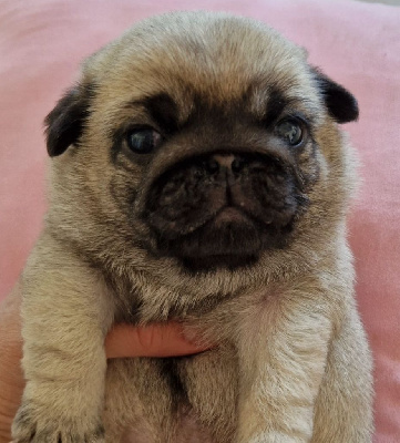 CHIOT 3