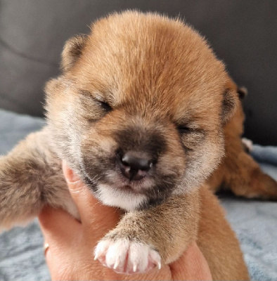 CHIOT 3