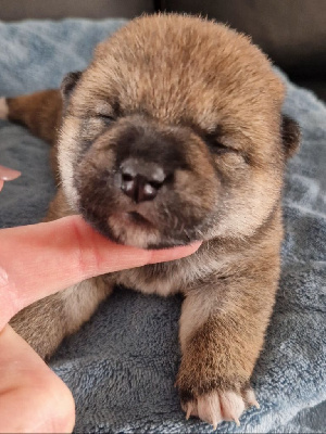 CHIOT 1