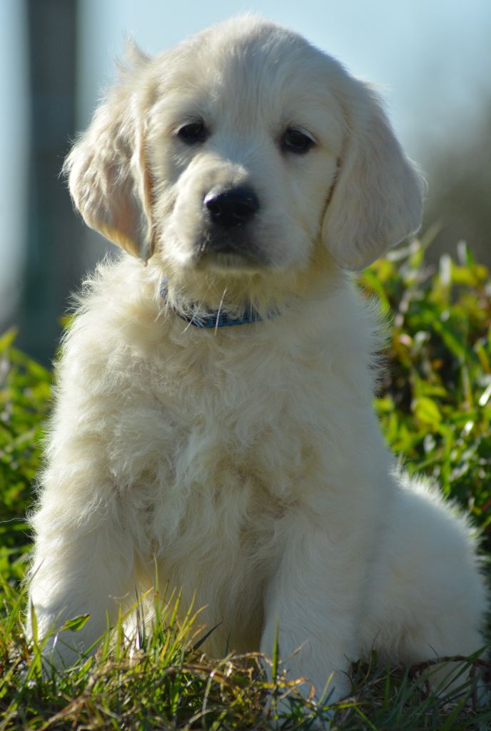 of three love angel - Chiots disponibles - Golden Retriever