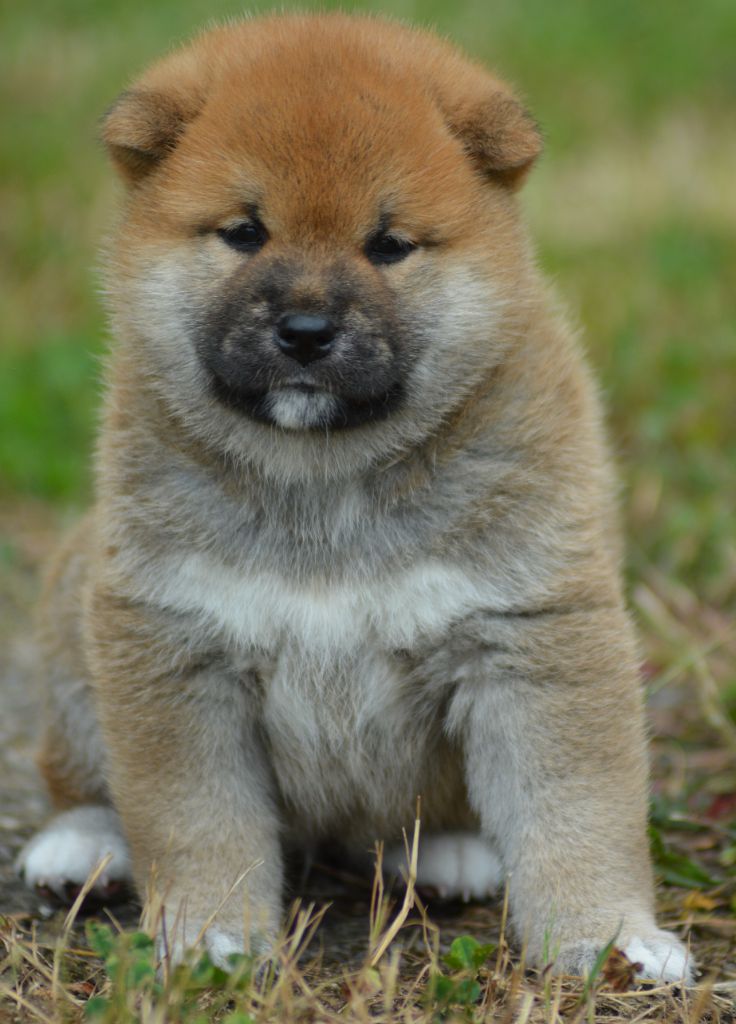 of three love angel - Chiots disponibles - Shiba