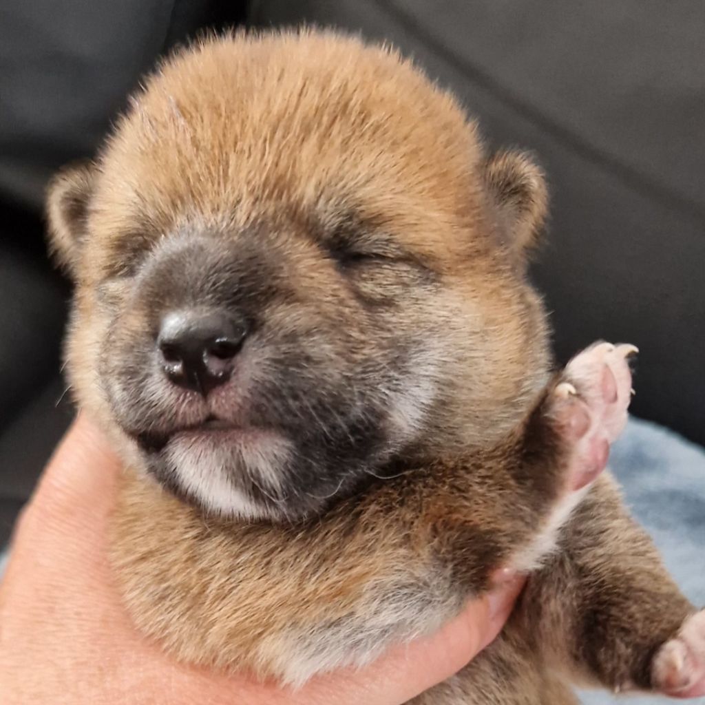 of three love angel - Chiots disponibles - Shiba