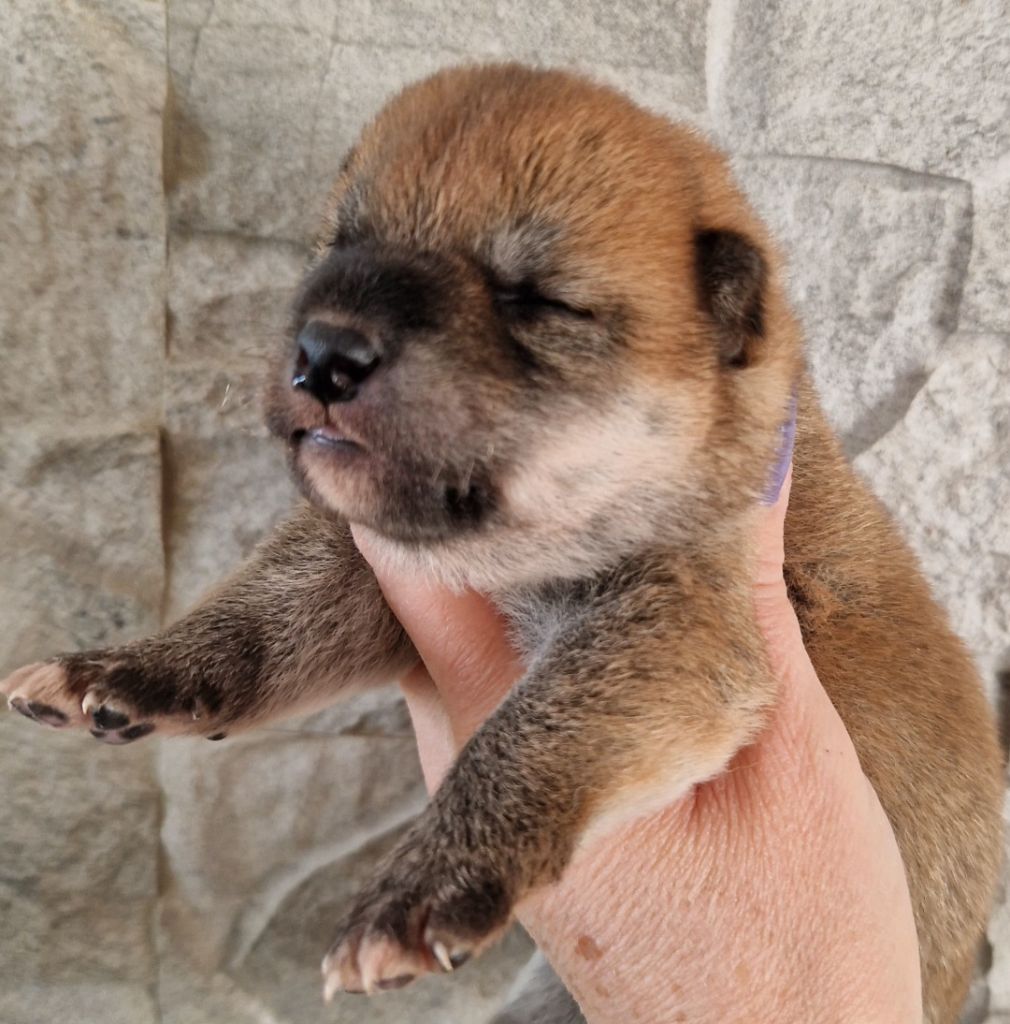 of three love angel - Chiots disponibles - Shiba