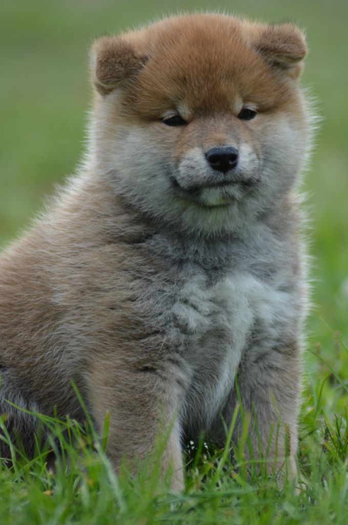 of three love angel - Chiots disponibles - Shiba