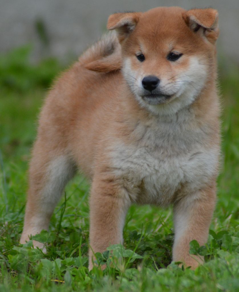 of three love angel - Shiba - Portée née le 09/10/2024