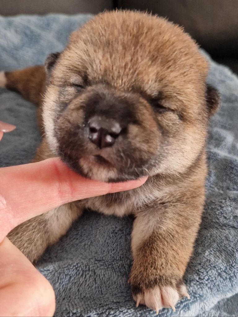 of three love angel - Chiots disponibles - Shiba